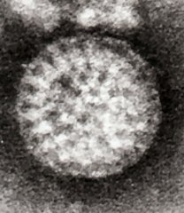 Flewett_Rotavirus