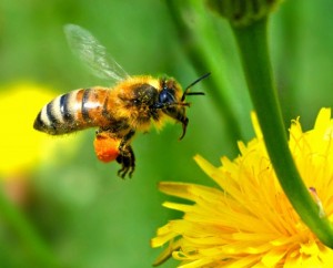 honey-bee-640x517