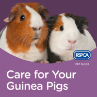 RSPCA Pet Guide: Care For Your Guinea Pigs